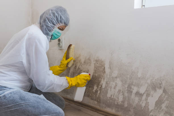 Best Home Mold Removal  in Jamestown, CA